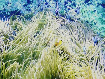 Plants growing in park