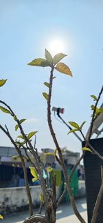 Close-up of flowering plant against clear sky