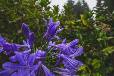 Close-up of purple flowering plant