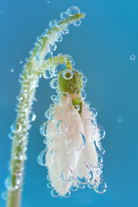 Close-up of jellyfish against blue background