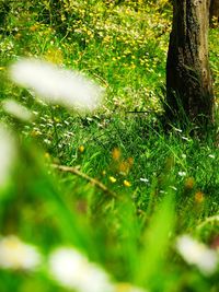 Close-up of grass growing on field