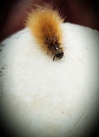 Close-up of insect