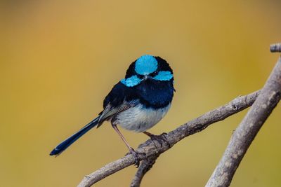 Close-up of bird perching on branch