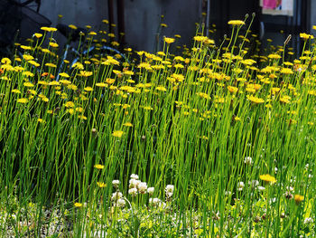 Yellow flowers blooming in field