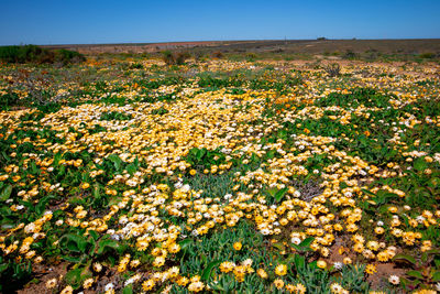 Scenic view of yellow flowers growing on field against sky