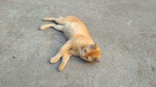 High angle view of dog sleeping