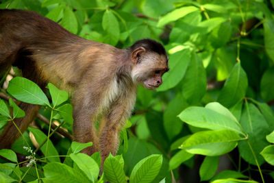 White fronted capuchin in the jungle on the banks of the rio ariau, amazon, brazil.