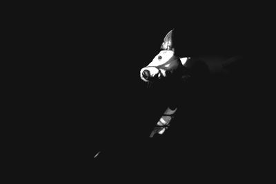 Close-up of horse against black background