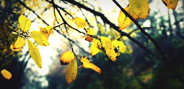 Close-up of yellow leaves against blurred background