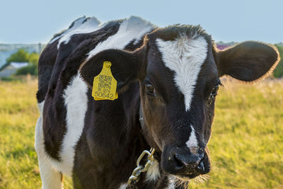 Portrait of a cow