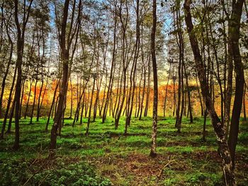 Bare trees in forest