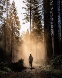 Rear view of man walking on road in forest