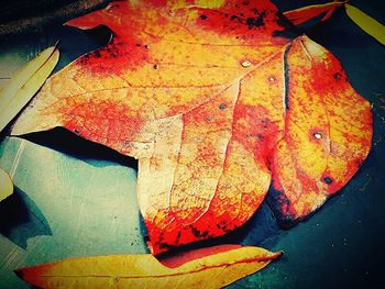 Close-up of maple leaves