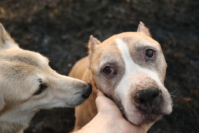 Close-up of hand holding dog