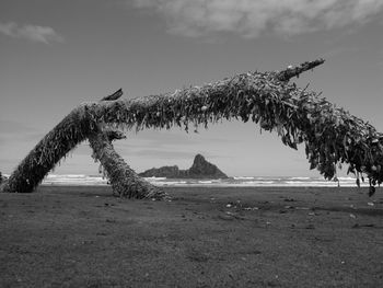 Bird on beach against sky