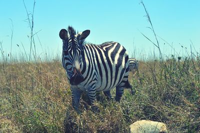 Zebra standing in a field