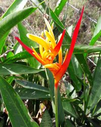 Close-up of yellow flower blooming outdoors