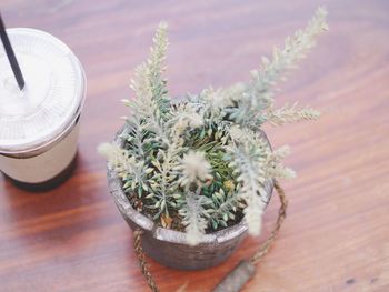 Close-up of potted plant on table