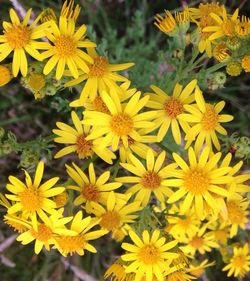 Close-up of yellow flower