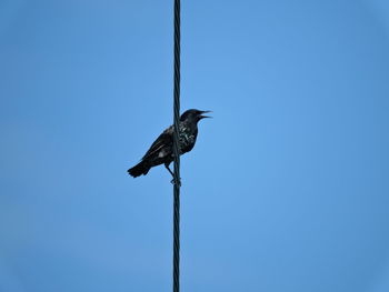 Low angle view of bird perching on pole against clear blue sky