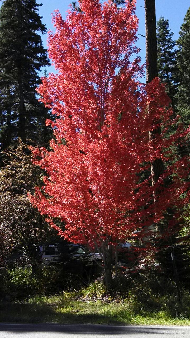 tree, autumn, change, season, red, growth, nature, tree trunk, park - man made space, tranquility, beauty in nature, branch, day, orange color, outdoors, no people, built structure, building exterior, tranquil scene, sky