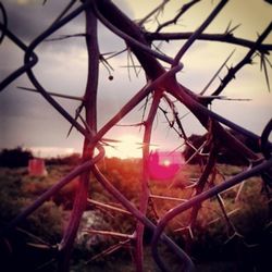 Close-up of chainlink fence