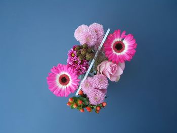 Close-up of pink flower against blue background
