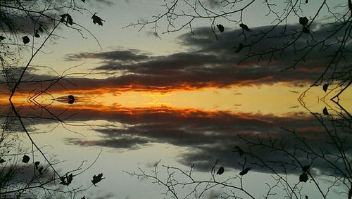 Bare trees against cloudy sky at sunset