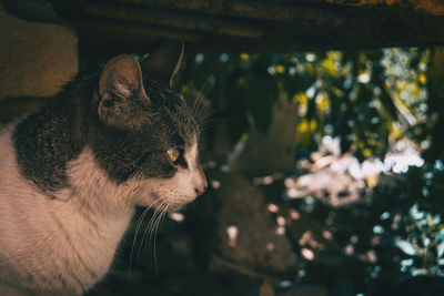 Close-up of a cat looking away