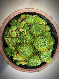 Close-up of potted plant