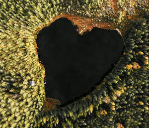 Areal view of heart shaped lake amidst pine trees in forest