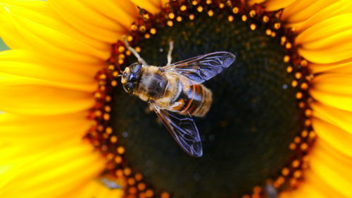 Close-up of bee pollinating flower