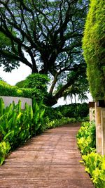 View of trees and plants