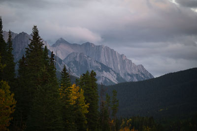 Panoramic view of pine trees and mountains against sky