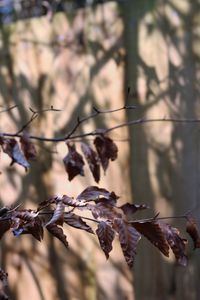 Close-up of twig on branch
