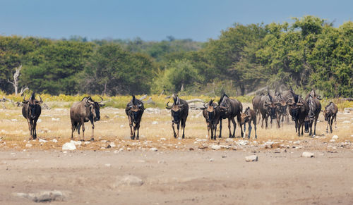 Horses on field against sky