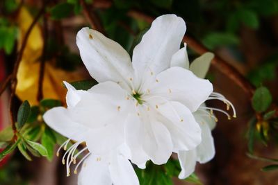 Close-up of white flowers blooming outdoors