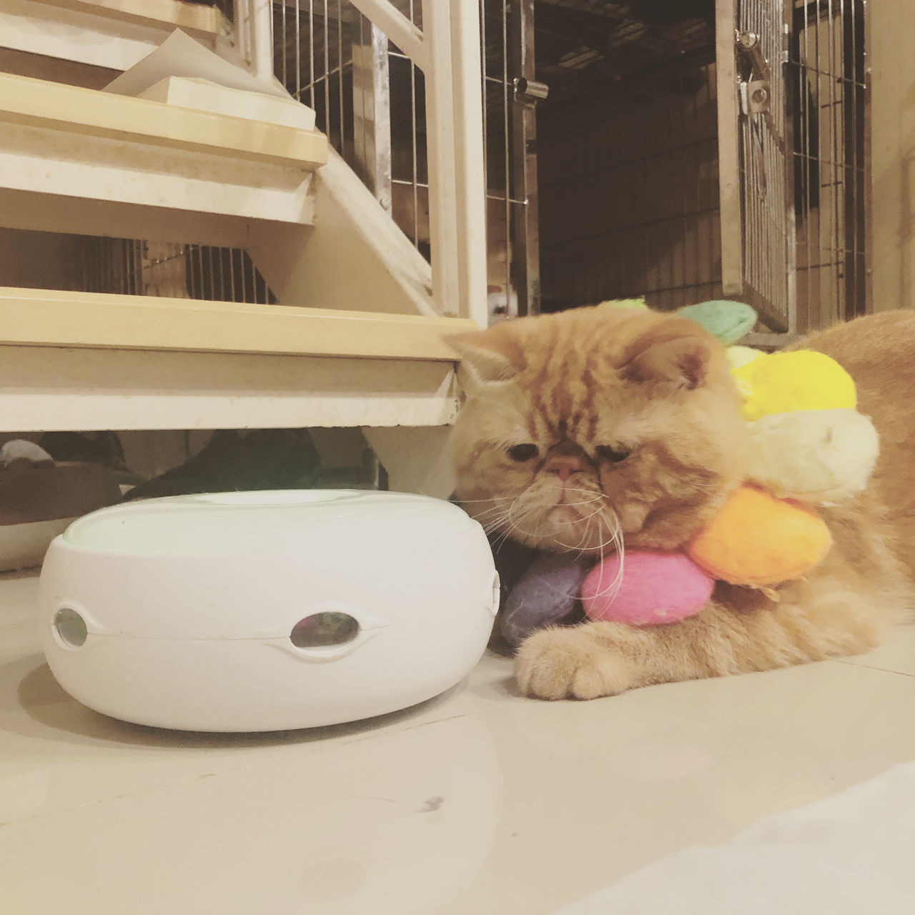 PORTRAIT OF CAT SITTING WITH STUFFED TOY