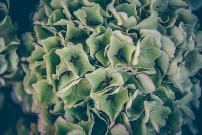 Full frame shot of plants