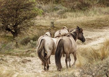 Horses on field