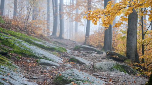 Trees in forest during autumn