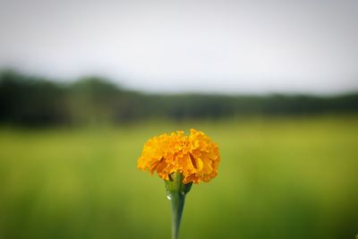 Close-up of yellow flower on field