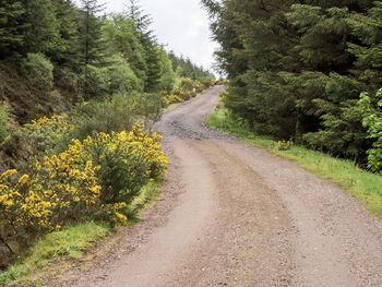 Forest road lined with flowering gorse and pine trees, argyll, scotland