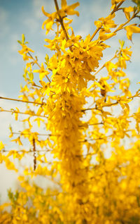 Close-up of yellow flowers