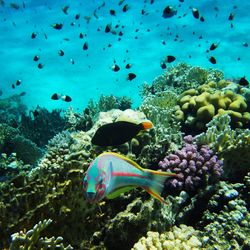 Fish swimming in sea