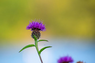 Close-up of purple thistle flower