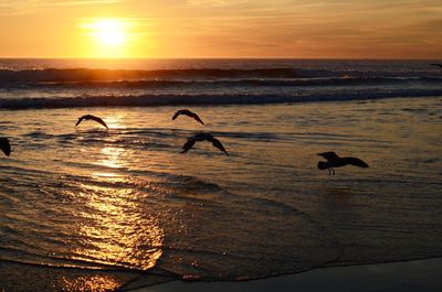 View of birds on beach at sunset