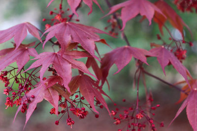 Close-up of maple leaves