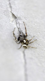 Close-up of spider on surface