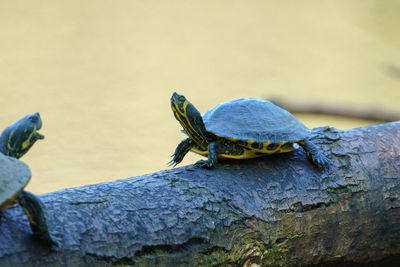 Close-up of lizard on rock